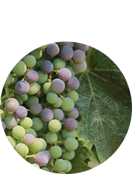 Contact for quality wine grapes