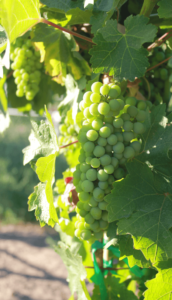 Washington wine grapes cluster