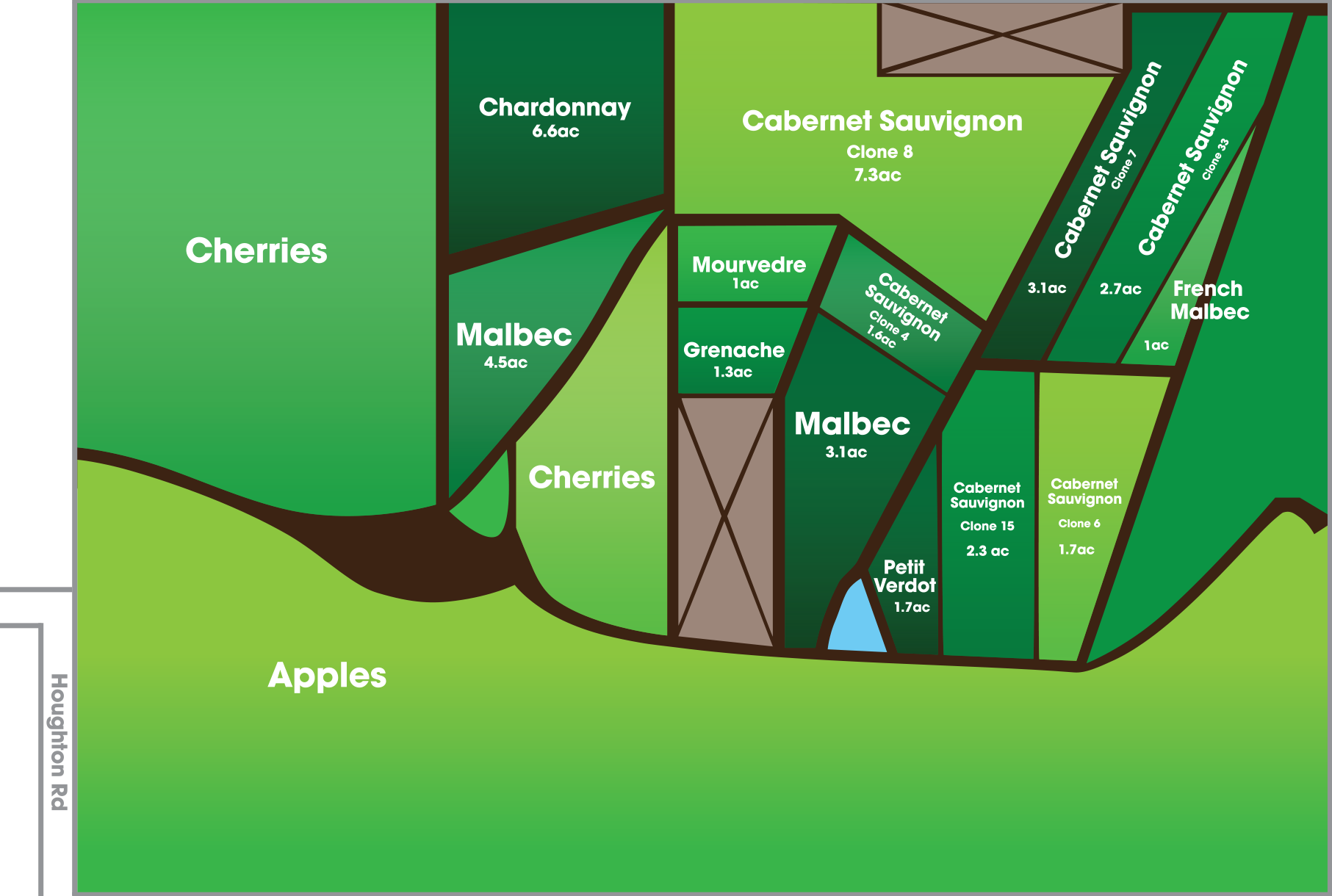 Field layout of wine grapes for sale