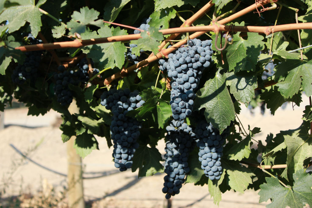 Grapes in vineyard - September 2, 2017